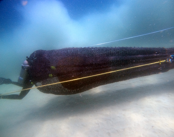 Divers test a bycatch reduction device in a shrimp trawl net.